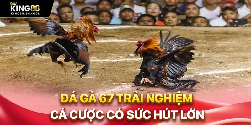 Đá gà 67 trải nghiệm cá cược có sức hút lớn